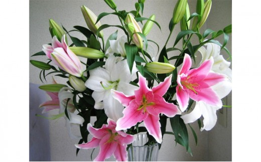 
                  [№5762-0208]産地直送 オリエンタルユリ生花（切花）ミックス6本セット 
                
