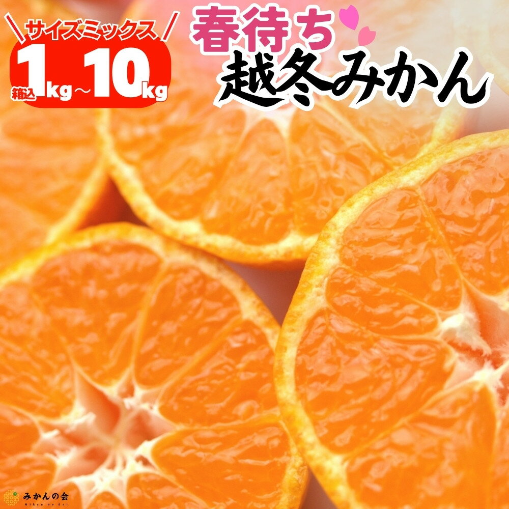 【ふるさと納税】【選べる容量】みかん 春待ち 越冬みかん 箱込1kg(内容量0.9kg) ~箱込10kg(内容量9.2kg) 等級／サイズミックス 和歌山県産 産地直送 | みかん ミカン 有田 和歌山 プレゼント 贈り物 フルーツ 果物 くだもの 柑橘 柑橘類 みかんの会 送料無料