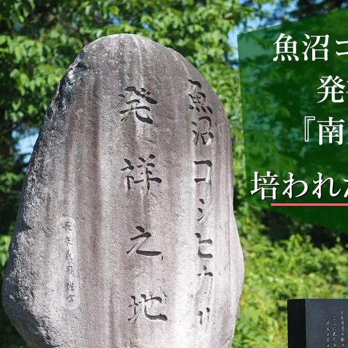 【JAみなみ魚沼定期便】南魚沼産こしひかり玄米（5kg×全9回）｜玄米
