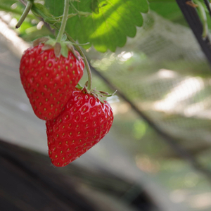 いちご 紅ほっぺ 約1.2kg ( 約300g × 4パック ) 朝採り いちご
