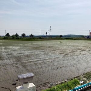 《定期便3ヶ月》白米 ★つきたて新鮮★ うまい!! 本場のあきたこまち 5kg×3回 合計15kg 精米 ご飯 ブランド米 おにぎり 令和7年産 産地直送 おこめ ごはん 秋田県 秋田 能代市