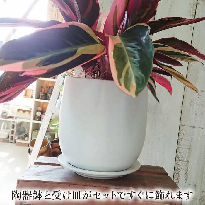 緑、白、赤の色合いが絶妙！『 ストロマンテ ・ トリオスター 』 糸島市 / cocoha [AWB019] インテリア 観葉植物 おしゃれ