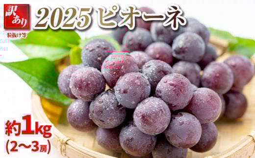 【先行予約】2025　ピオーネ 【訳あり粒抜け等】複数房　約1キロ　長野県産  【10月初旬頃～順次発送予定】国際特許有機肥料栽培