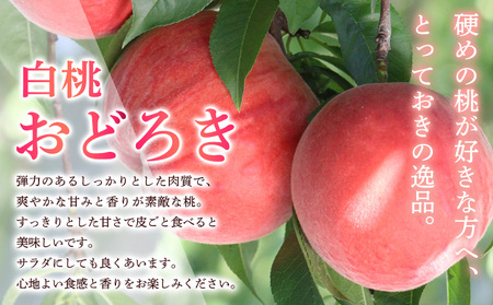 山形県産白桃おどろき 約3kg[硬めの桃]【令和8年産先行予約】FS25-150