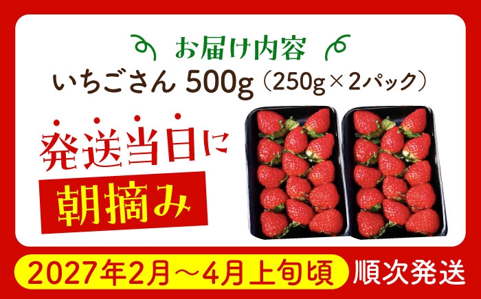朝摘みいちご いちごさん 500g (250g×2パック) [HAF021] / いちご 苺 イチゴ 果物 くだもの フルーツ