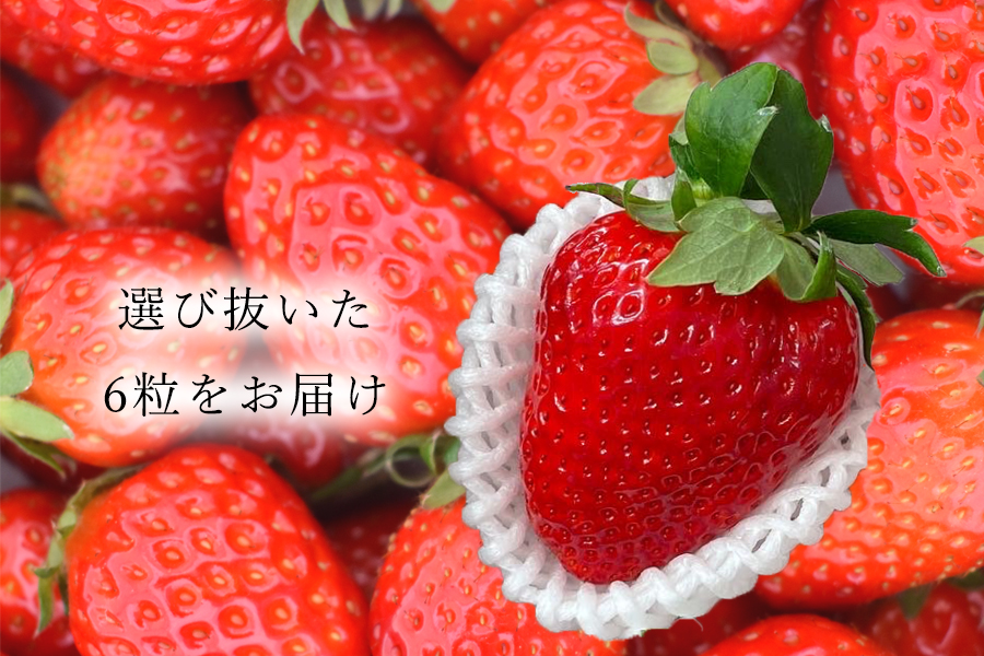 【先行予約】【古都華】【特選】 大粒 6粒 2026年1月発送  // いちご イチゴ 古都華 奈良 奈良県