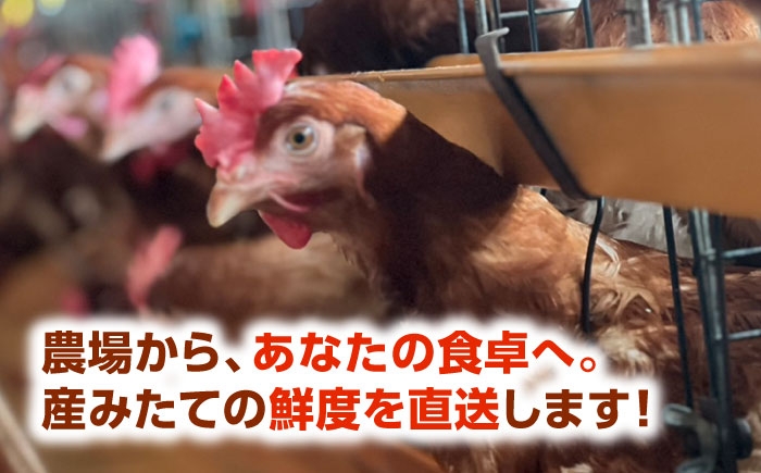 家庭用 たまご タマゴ 玉子 卵 生卵 鶏卵 新鮮 濃厚 採れたて 生みたて 産みたて 卵料理 卵焼き 玉子焼き オムレツ 人気