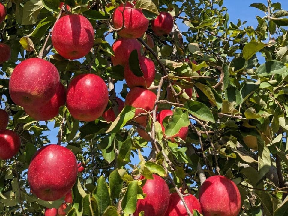 ※写真は贈答用です。