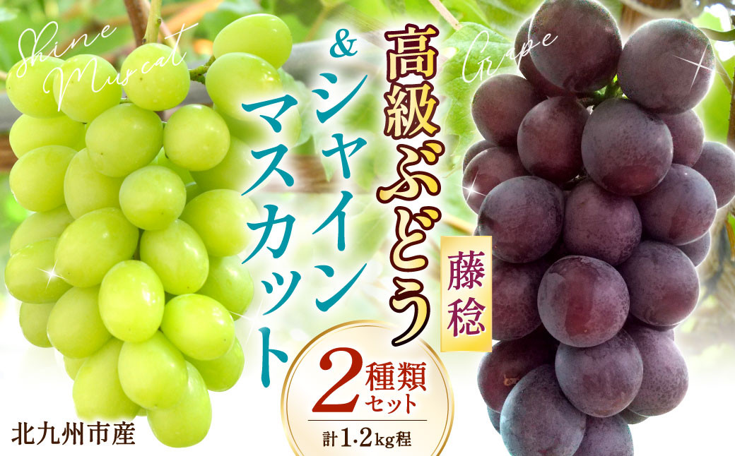 
                  高級ぶどう（藤稔）・シャインマスカット 計2房セット 計1.2kg程《化粧箱入り》【2026年8月下旬～9月上旬発送予定】2種類 フルーツ くだもの ブドウ 大粒 良房 種なし ジャンボブドウ マスカット 旬 季節 冷蔵 国産 福岡県 北九州市
                