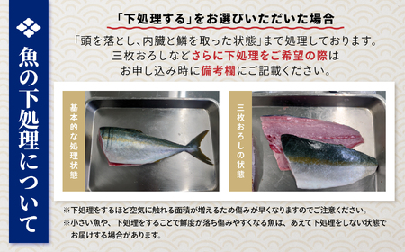 【5ヶ月定期便 / 下処理する】鮮魚セット 三陸海の恵み詰め合わせ  (1回あたりのお届け目安：1～2人用) 【 鮮魚 海鮮 お刺身 魚介 魚介類 鮮魚BOX 詰め合わせ セット 三陸産 国産 天然 