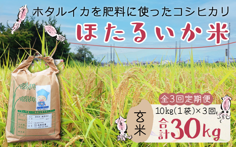 
            【先行予約】【新米】ほたるいか米（玄米10kg）×3回 計30kg【3ヶ月定期便】25年10月開始【訳あり 米 コシヒカリ こしひかり ほたるいか ホタルイカ お米 ブランド米 富山 滑川】
          