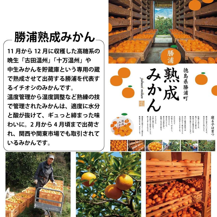 みかん ストレート ジュース 720ml 6本 果汁 柑橘 みかんジュース ミカンジュース みかんじゅーす オレンジジュース オレンジ 徳島 勝浦 ドリームチーム