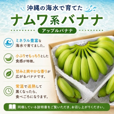 【2026年6月上旬から順次発送】今帰仁産のうみしおバナナ2kg【1732928】