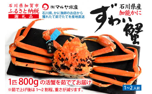 【11月10日～12月15日発送】【先行予約】【冷蔵発送】石川県産 加能かに ズワイガニ ( 産地証明タグ付 ) 茹で上げ前重量 約800g 1匹 特大サイズ F6P-2753