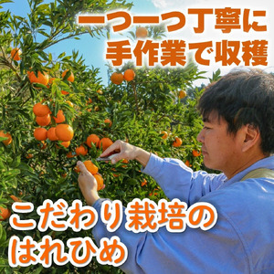 訳あり はれひめ 約5kg (40-50個程度) 【2026年12月頃発送】【MCF021】