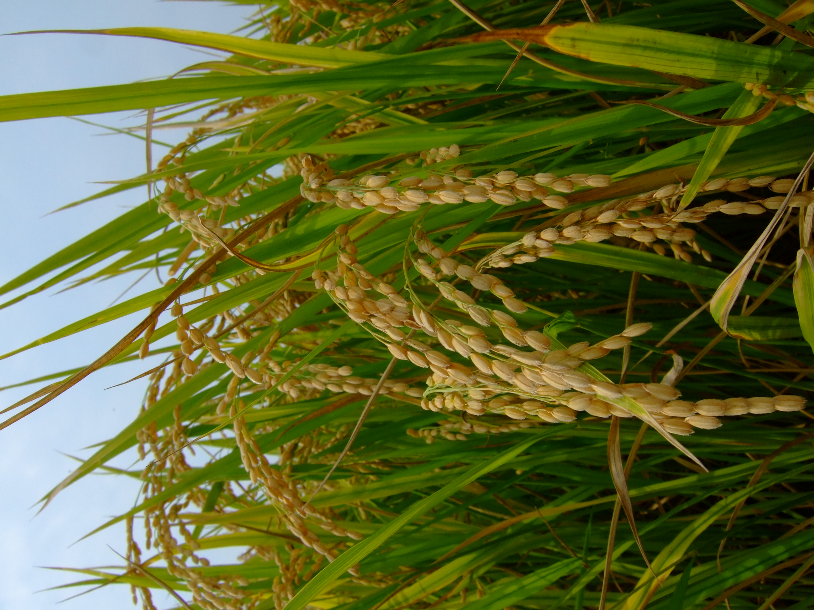 【令和7年産】うきうきう米 10kg 森のくまさん お米 うるち精米 ごはん ご飯 国産 【2026年10月下旬までに発送予定】