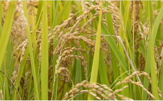 
                  無洗米 はえぬき 令和7年産 選べる 5kg 10kg 2025年産 山形県 朝日町産 精米 米 こめ コメ
                