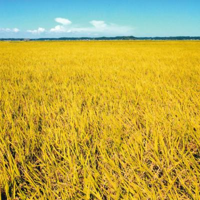 ふるさと納税 横芝光町 「令和7年産」千葉県産　粒すけ　精米10kg(5kg×2袋) |  | 01