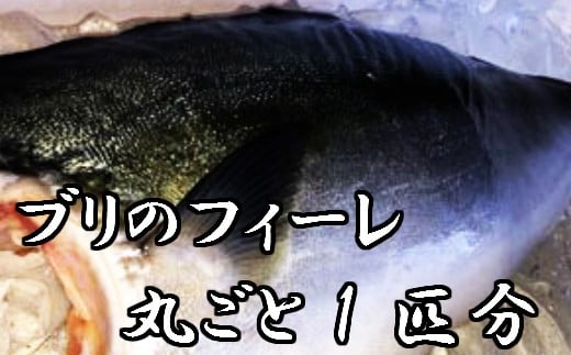 
            《カネアリ水産》ブリのフィーレ丸ごと1匹分　約2.5kg～3kg
          