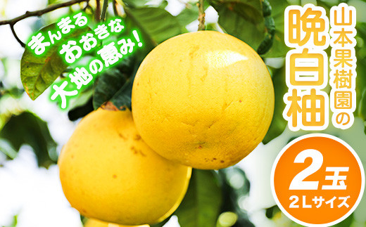 【先行予約】山本果樹園の晩白柚 2玉（2Lサイズ） 《12月中旬-3月中旬頃出荷》果物 フルーツ ザボン 熊本 特産品