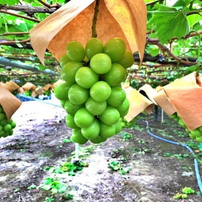 山梨県山梨市産　特選　旬の採れたてシャインマスカット　約1.2kg　2～3房【配送不可地域：離島】