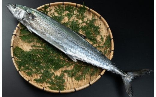 
            OM-04　獲れたて鮮魚　サワラ約2kg（1匹）
          