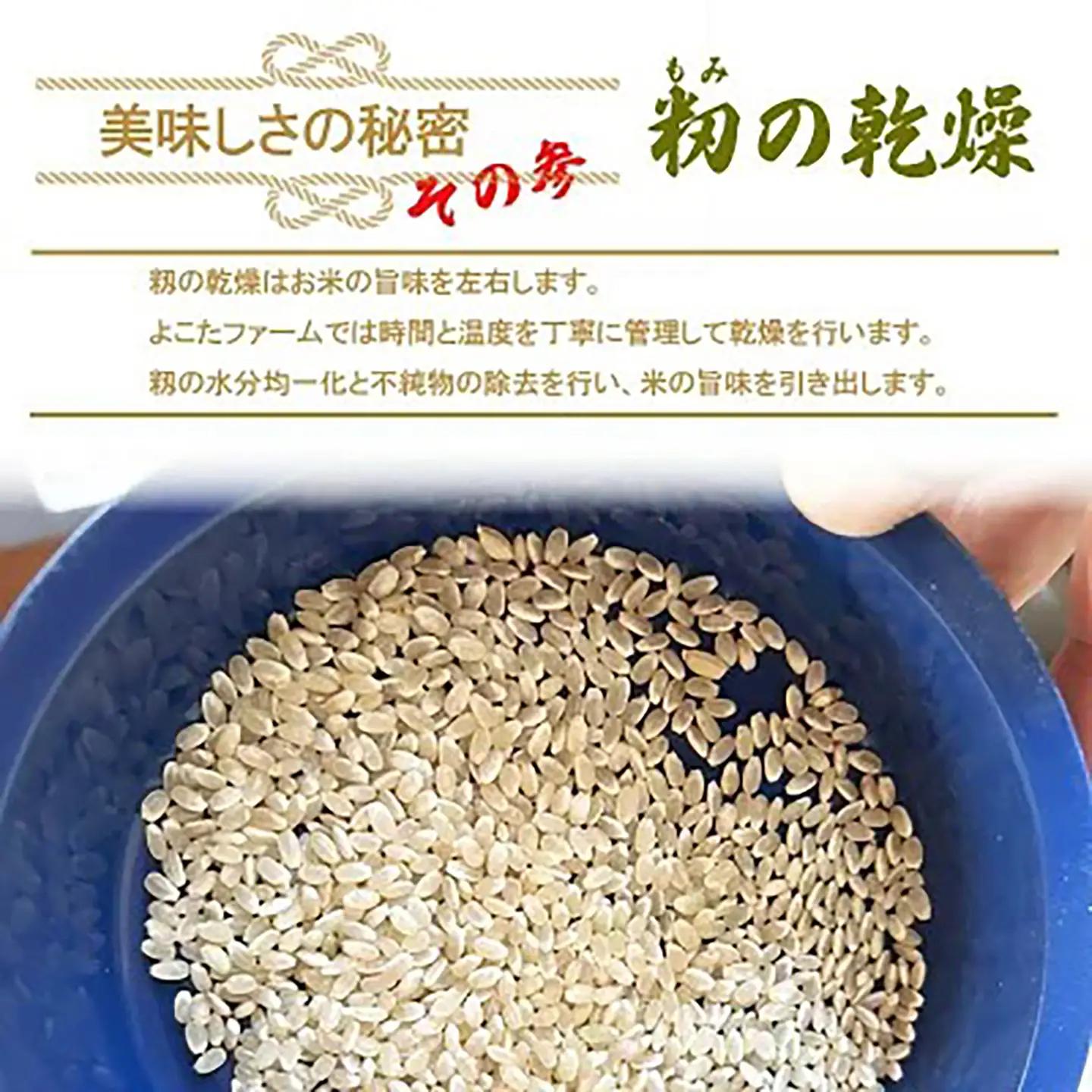 【玄米】令和7年産 コシヒカリ玄米 10kg 米