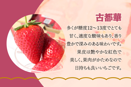 [3月4日から5月11日] いちご狩り体験プレミアム 子供1名様 奈良のブランド (ならあかり・古都華・あすかルビー)｜イチゴ農園 果物 フルーツ 親子 体験チケット いちご狩り農園 奈良県 [306