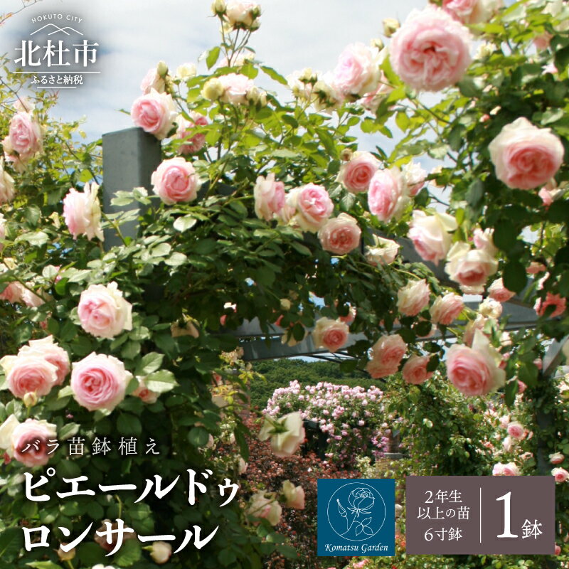 【ふるさと納税】 バラ 苗 1鉢 鉢植え 弱い返り咲き 花 ピエールドゥロンサール 6寸鉢 2年生以上の苗 ガーデニング 初心者 母の日 父の日 送料無料