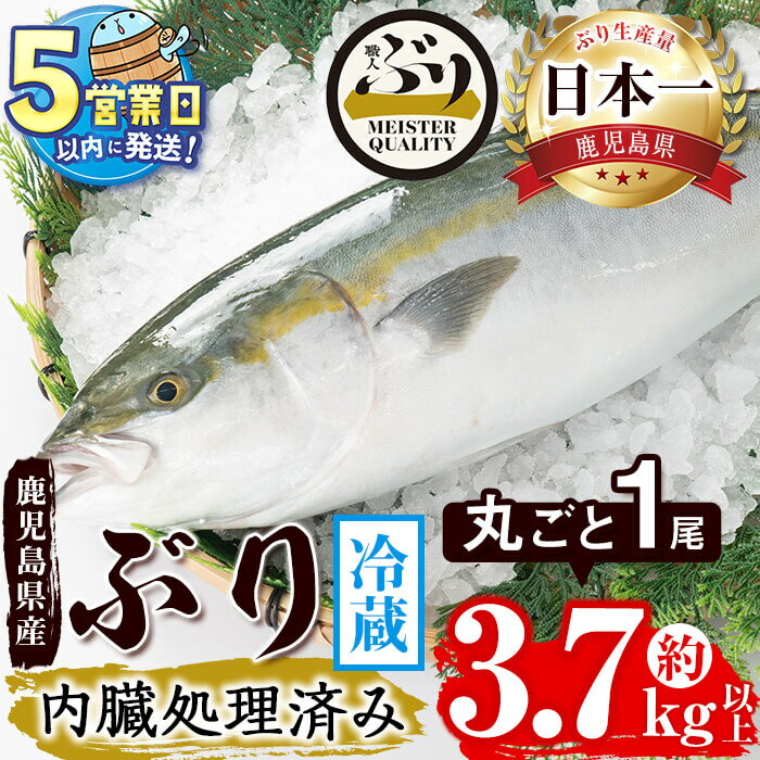 【ふるさと納税】＜すぐ届く！＞鹿児島産ぶり丸ごと1尾(2.7kg以上・内臓処理済み)ぶり ブリ 鰤 魚 海鮮 魚介 刺身 さしみ しゃぶしゃぶ 焼魚 煮魚 丸ごと 国産 鹿児島県産 垂水市産 冷蔵 養殖 ぶり職人 1本【アクアブルー】D4-4704