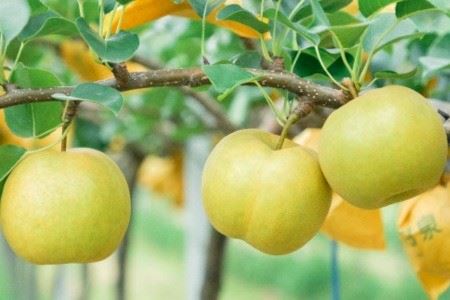 145．【予約受付中】【産地直送】鳥取県の梨「新甘泉」秀品　５kg　８～１４玉