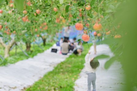 りんごのスパークリングワイン「シードル赤来」750ml×３本【ワイン お酒 炭酸 ギフト パーティーＥ-3】