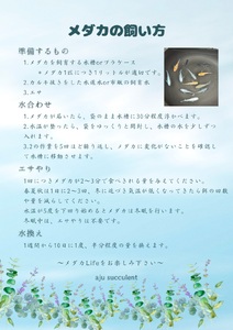 めだか 飼育 セット 人気の改良めだか３～５種類（１０匹）と産卵床、水草のセット。 死着保証 ／ aju succulent 観賞魚 淡水魚 魚 ペット 生き物 奈良県 葛城市【ajus001】