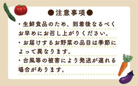 地元農家さんが収穫した旬のお野菜  10種詰め合わせ / 野菜 旬 新鮮 採れたて 季節野菜 旬野菜 農家直送 / 南島原市 / ミナサポ [SCW022]