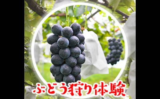旬採りぶどうの収穫体験（大） | ぶどう ぶどう狩り 収穫体験 フルーツ ブドウ 葡萄 果物 新鮮 限定品 贈り物 新鮮 デザート ギフト 風味豊か 香り 甘い 限定 フルーツ 旬 ジューシー みずみずしい 季節のフルーツ 前橋市 群馬県