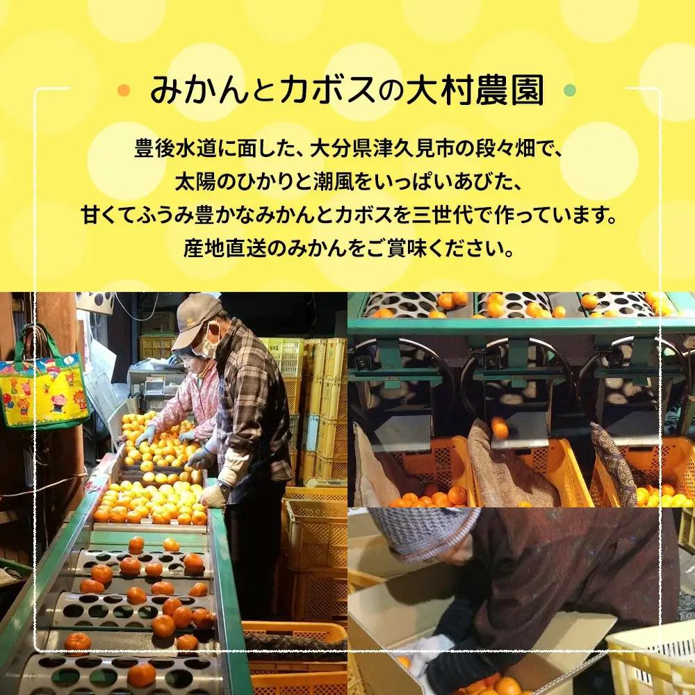 【先行予約】大村農園 みかん 清見 5kg | みかん 津久見市
