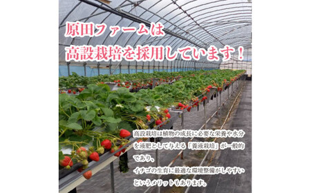 いちご さちのか 500g S～2L 【 いちご 】 予約