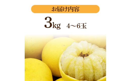 生産者直送　土佐文旦3.0kg[2L～4L]家庭用 【2026年1月下旬より発送】 家庭用 文旦 柑橘 みかん フルーツ  果物  産地直送 お取り寄せ 人気  美味しい 名産  高知県 高知