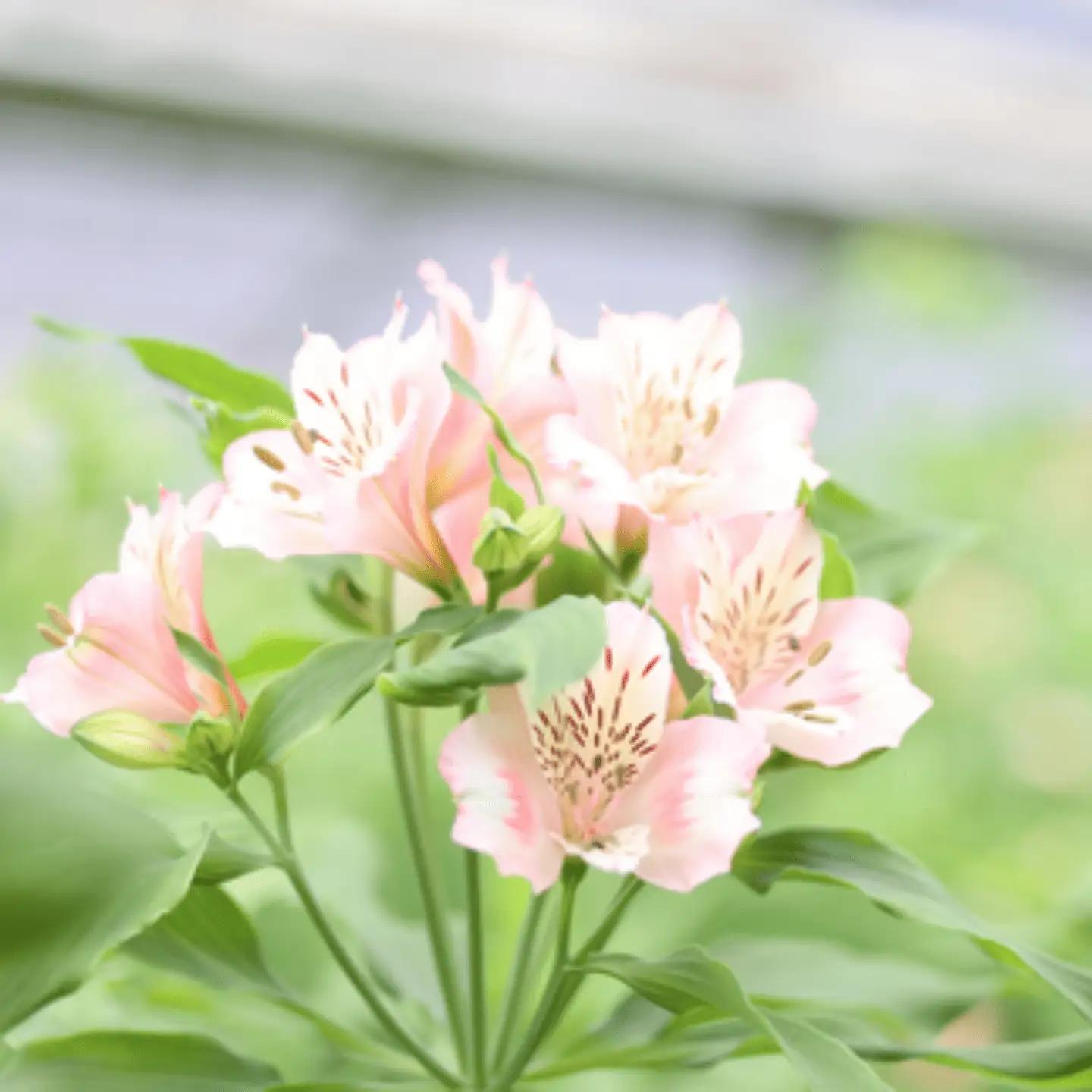 定期便６回便　切り花 アルストロメリア【上級品・生花　花丈80cm・32本前後】9～3月（KS-T504）