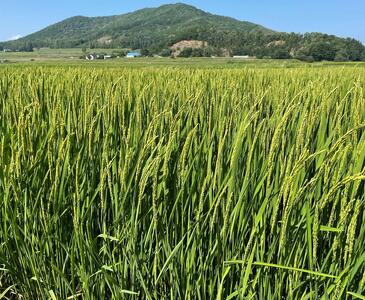 ふくしえんのおこめ（ななつぼし）10kg  | ななつぼし ななつぼし ななつぼし ななつぼし ななつぼし _01889