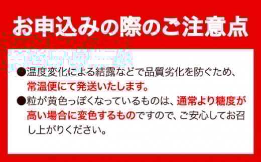 【先行予約】 【3回定期便】マスカット シャインマスカット 3~5房(約2kg)《2026年8月下旬-10月下旬頃出荷予定》たたらみねらる ギフト 糖度18度以上 フルーツ 種無し ぶどう 葡 Y&G