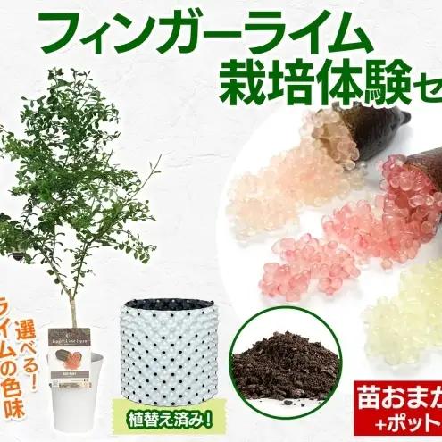 フィンガーライム 栽培体験セット 柑橘 フルーツ 苗 栽培セット 植木鉢 家庭菜園 ガーデニング ワクワクプラント 食育 植育 初心者 植替え済 AIサポート マニュアル付き 体験 神奈川県 逗子市 