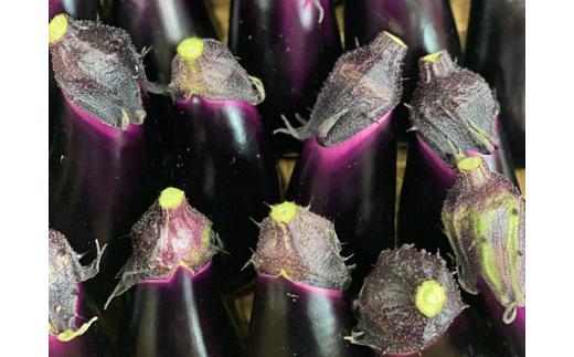 安田町の野菜 ナス トマト 少量セット 定期便 2回 定期便 野菜 トマト 150g×2袋 300g なす5本 野菜定期便 一人暮らし 晩ごはん 少量 使い切り 新鮮 国産 茄子 やさい 高知県 安田