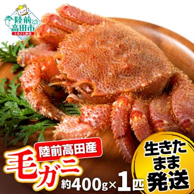 ふるさと納税 陸前高田市 生きたまま発送 毛ガニ 約400g×1匹 陸前高田市産 かに カニ 蟹 活毛ガニ 新鮮 濃厚 天然