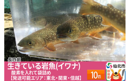 
生きている岩魚（イワナ）10匹 酸素を入れて袋詰め【発送可能エリア：東北・関東・信越】 10匹
