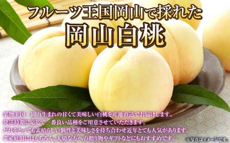 岡山白桃 ロイヤル 5～10玉 約2.4kg 岡山県産【2025年7月上旬～8月下旬発送予定】 白桃 桃 もも モモ