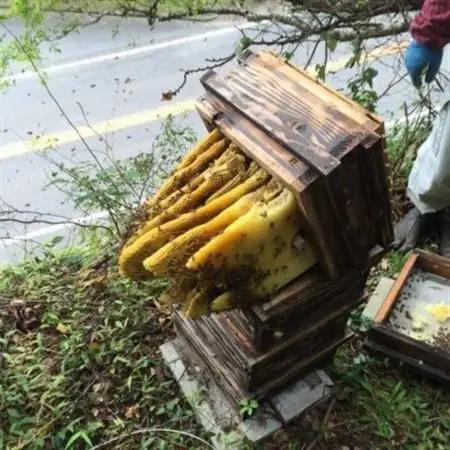 【数量限定】熊本県 美里町 ニホンミツバチ ハチミツ 純蜜 240g×2個【中蓮寺農園】【1625008】