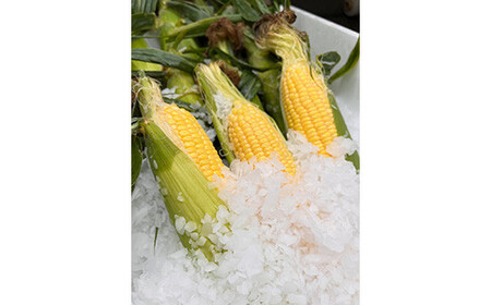 【8月中旬以降順次発送】 氷詰めとうもろこし 恵味 10本 | とうもろこし 野菜 トウモロコシ コーン 北海道 季節の野菜 夏野菜 | ベジタブルワークス株式会社[BPAD004]