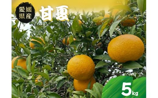 甘夏 5kg 愛媛県 秀品 四国中央市産 送料無料 果物 フルーツ