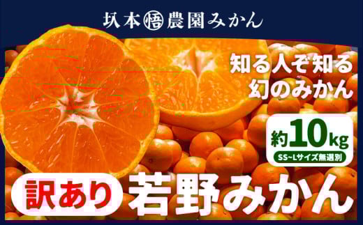訳あり みかん 若野みかん 約10kg サイズ無選別 圦本悟農園《12月上旬-2月中旬頃出荷》和歌山県 日高川町 旬 新鮮 果物 柑橘 フルーツ 国産 送料無料 ミカン みかん 温州みかん st-p